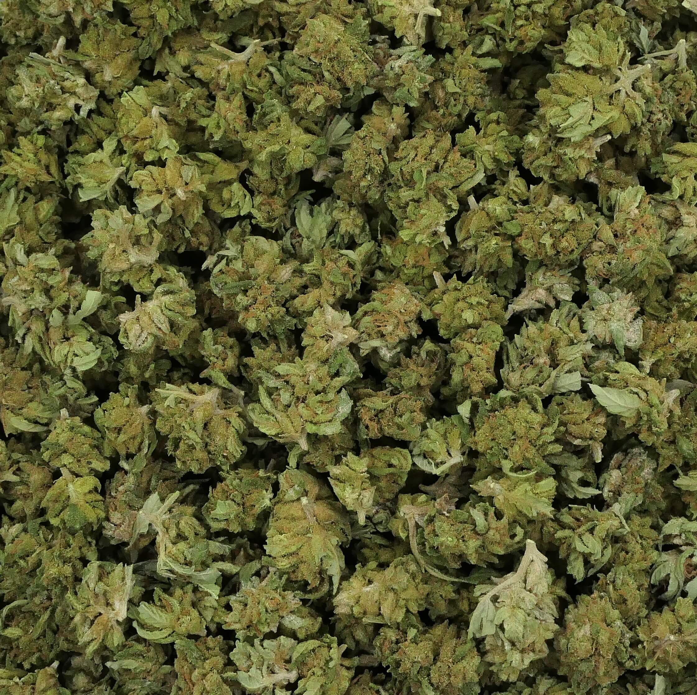 SMALL BUD OG
