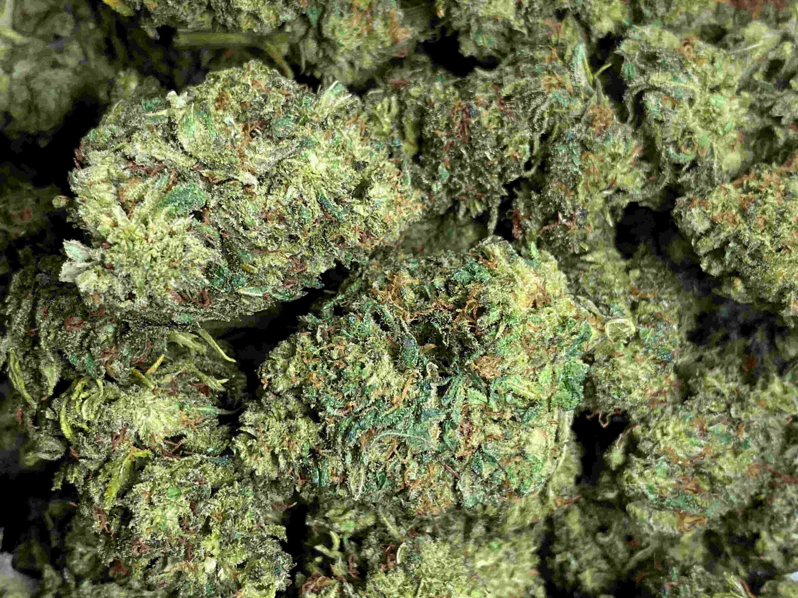 Fiore di Buddha Kush potente THC