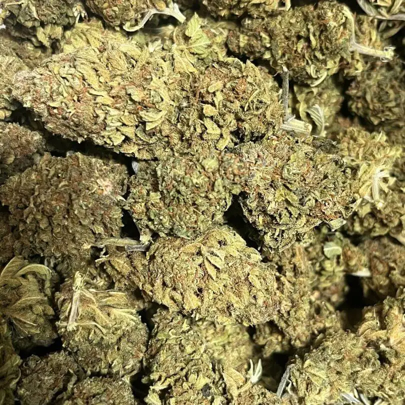 harlequin (1) harlequin