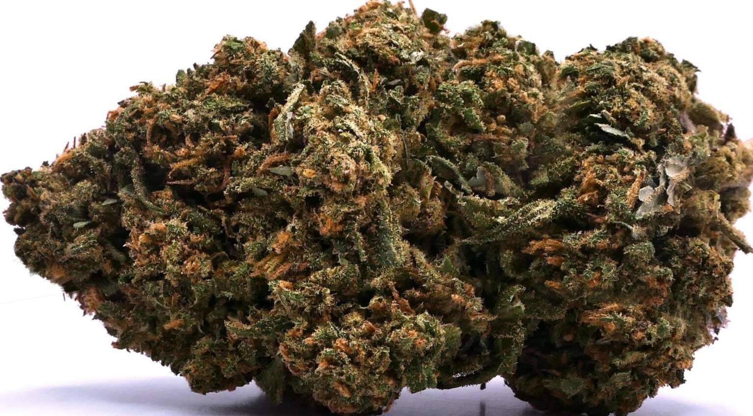 G13 HAZE FLEUR DE CBD