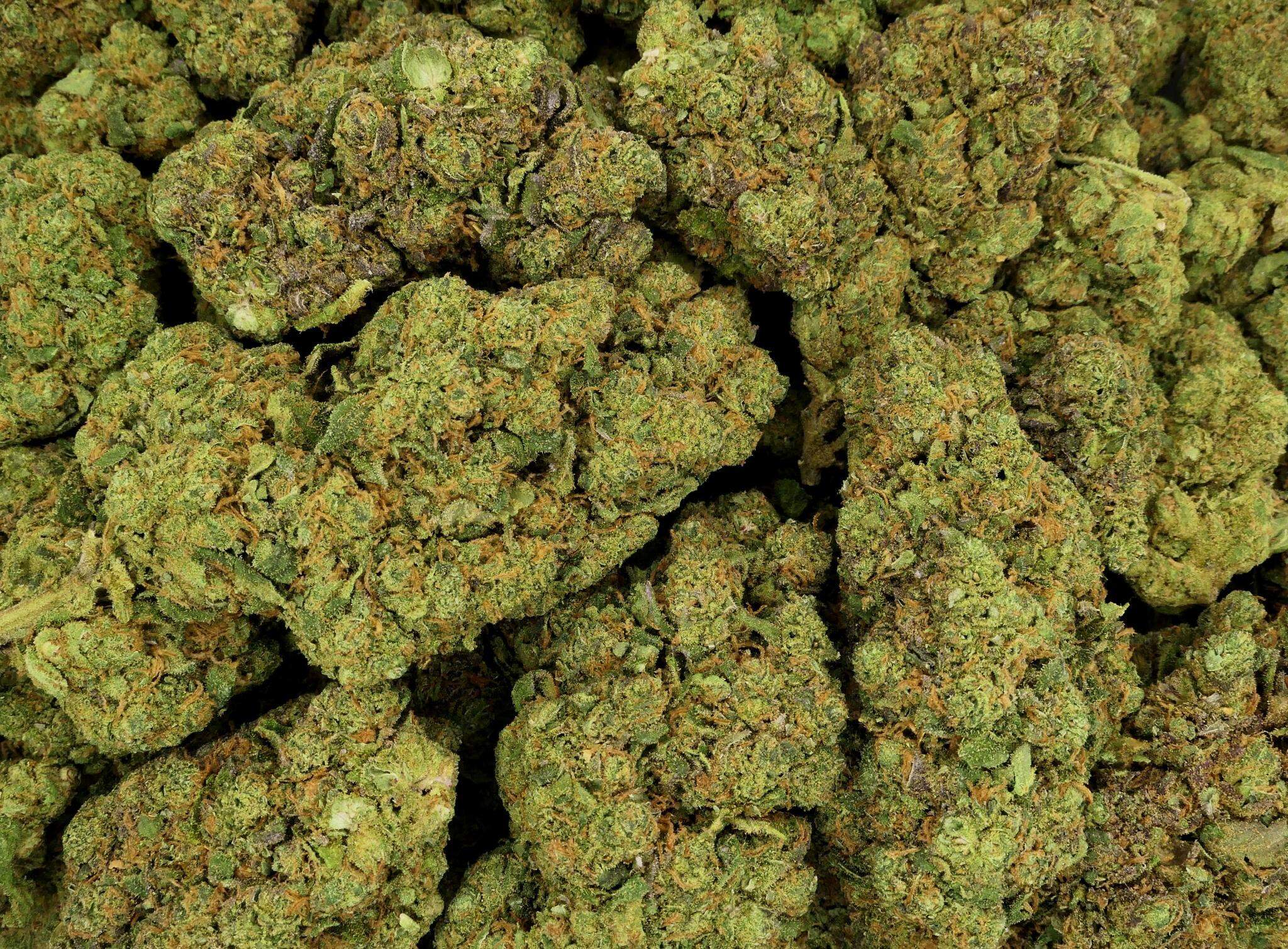 BIG DADDY FLEUR DE CBD HYDROPONIQUE