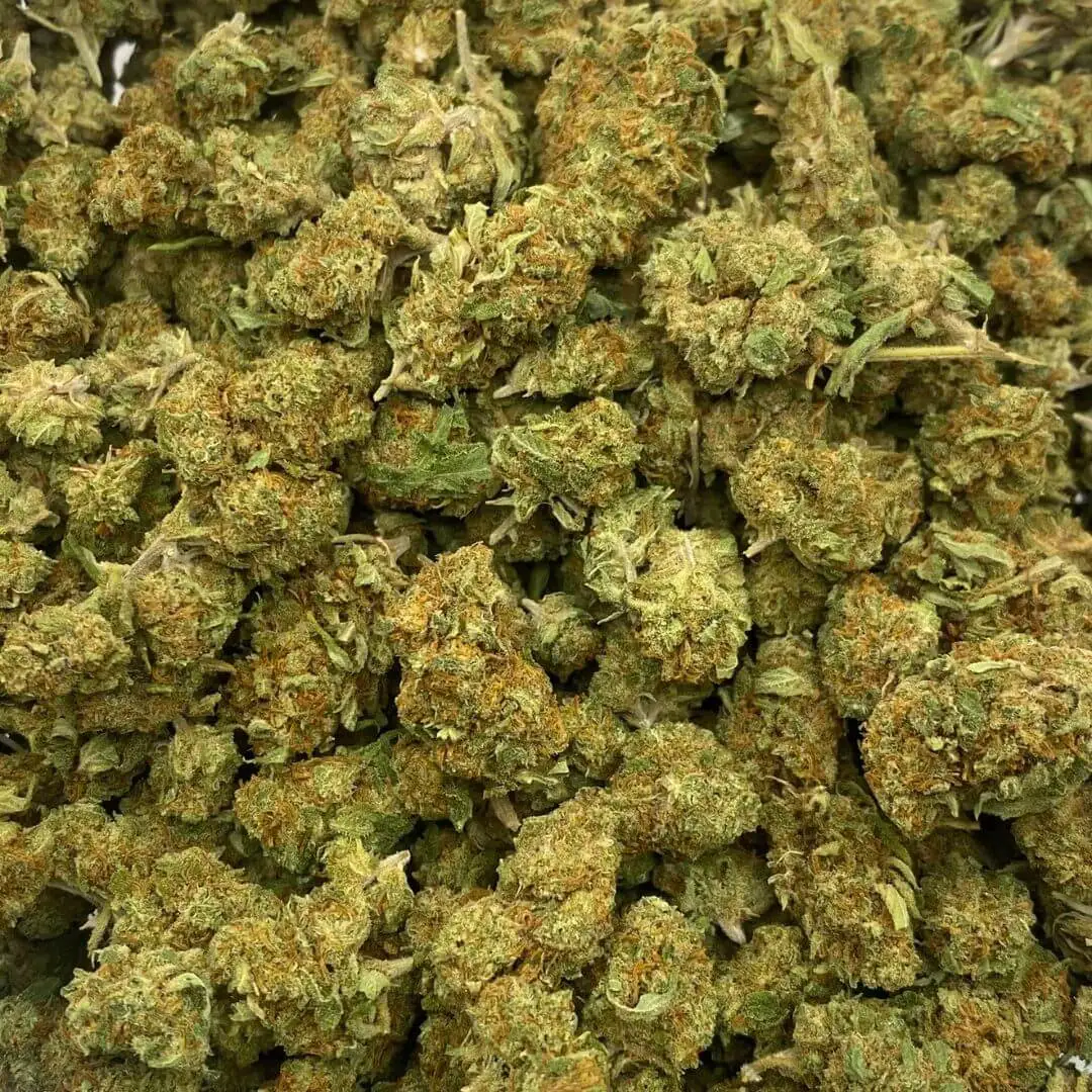 SB ORANGE KUSH (1) SB ORANGE KUSH