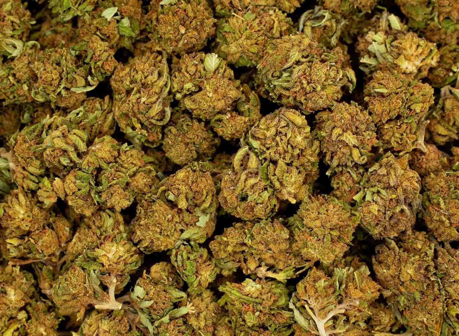 Fleurs de CBD Big Buddha cheese