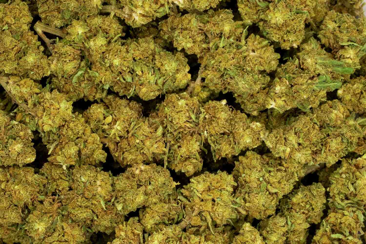 OG Kush buds