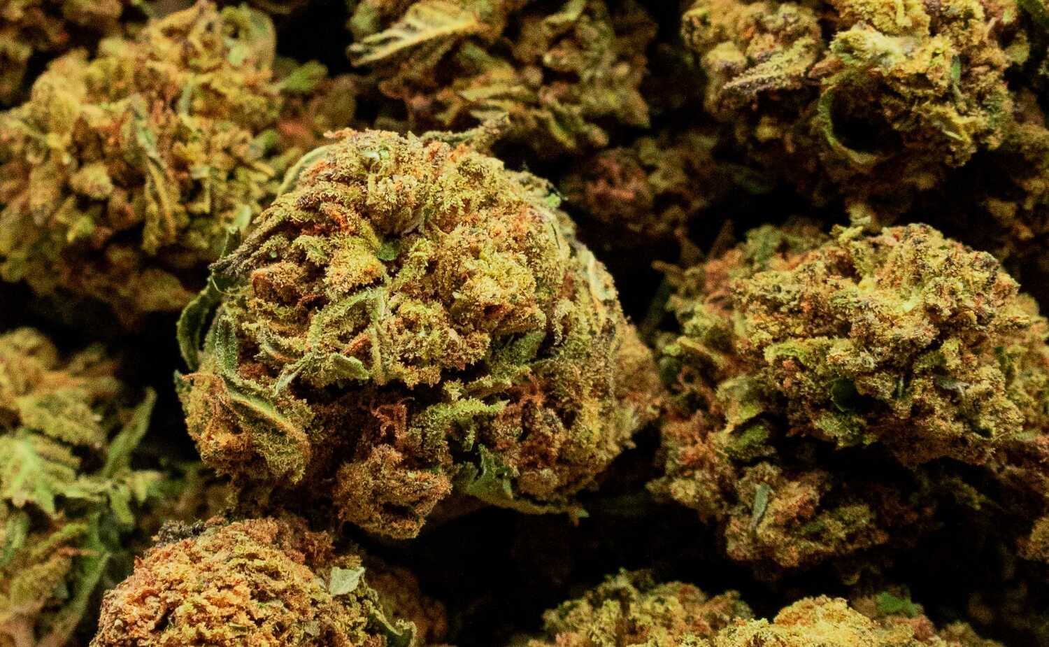 buds big buddha cheese