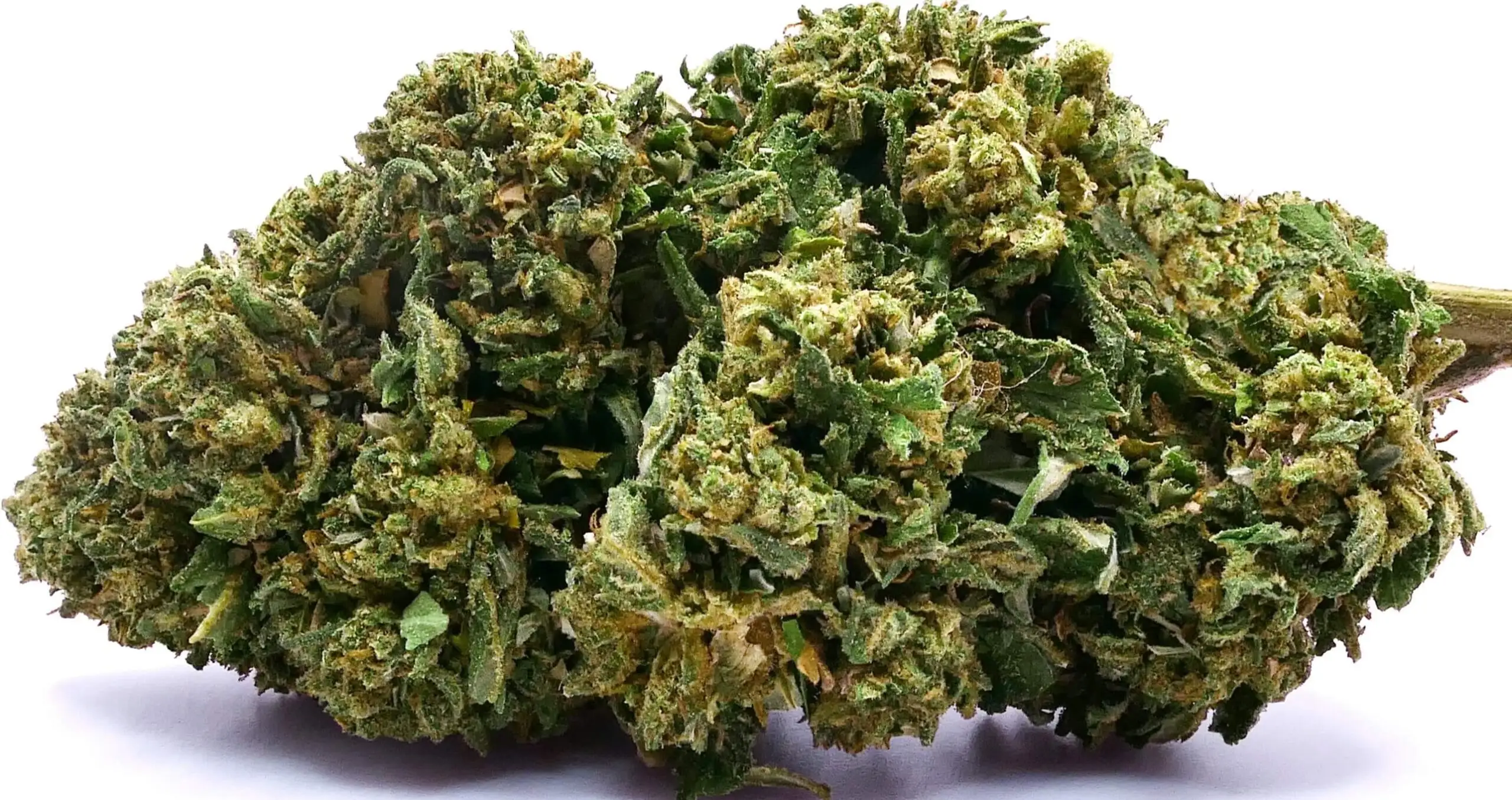 GORILLA GLUE FLEUR DE CBD