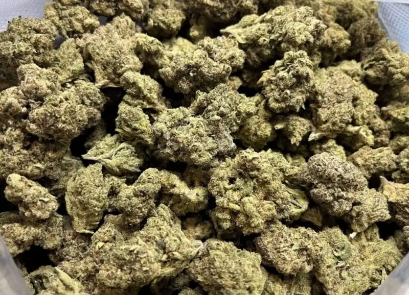 Cotton Candy Kush fleurs hydroponiques