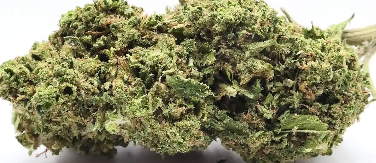 og kush fleurs de cbd