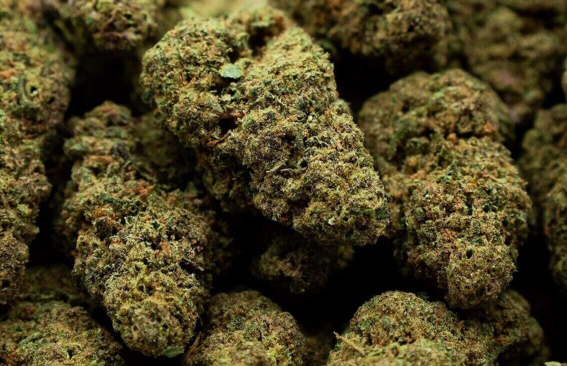 queen cali haze grosse buds