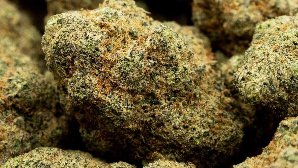 zombie kush fleur cbd