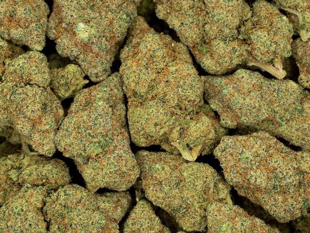 zombie kush hydroponique