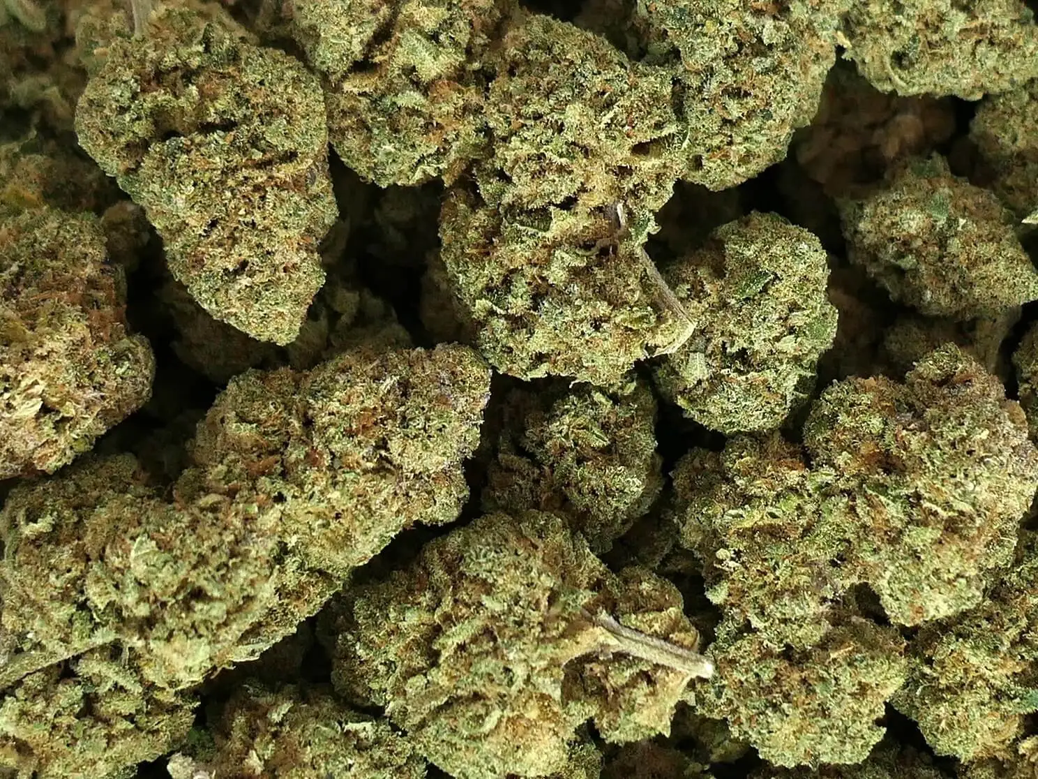 CALI KUSH CALI KUSH FLEUR DE CBD HYDRO