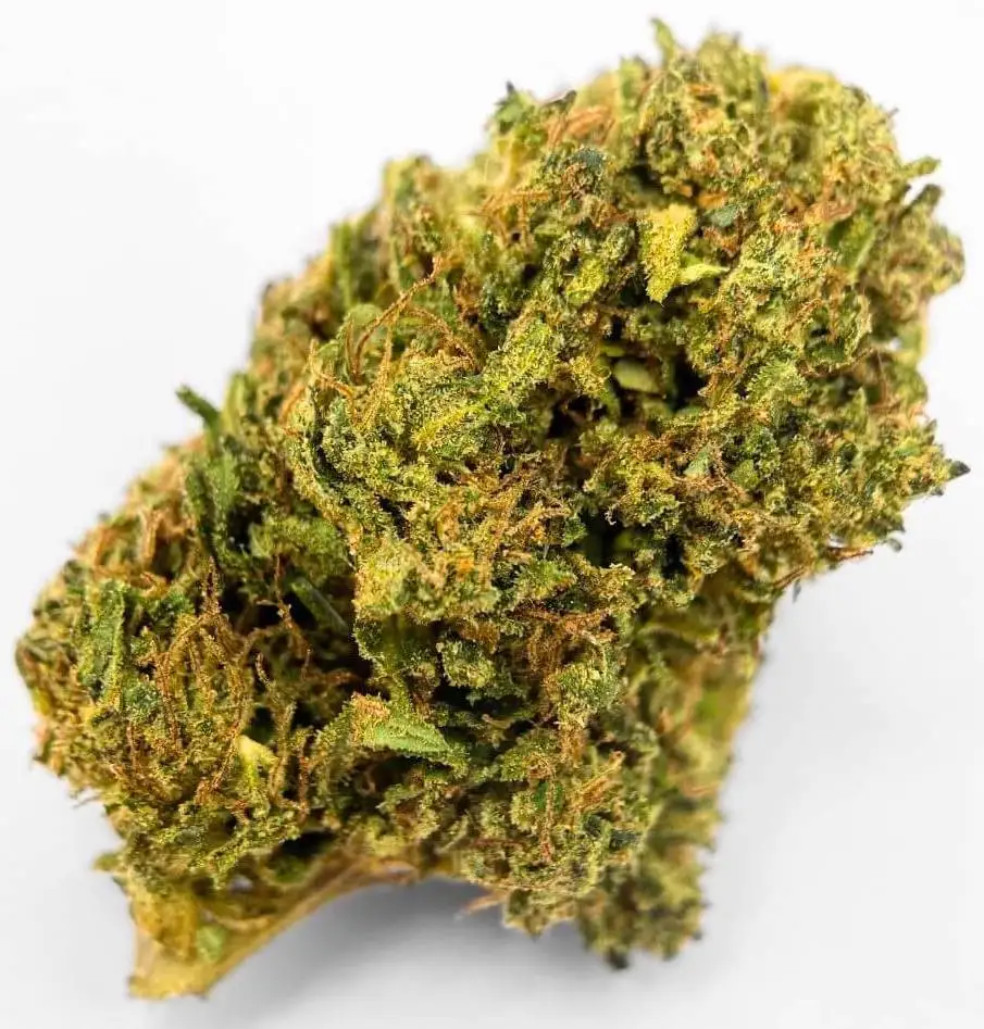 G13-HAZE-7-1 g13 haze bcd