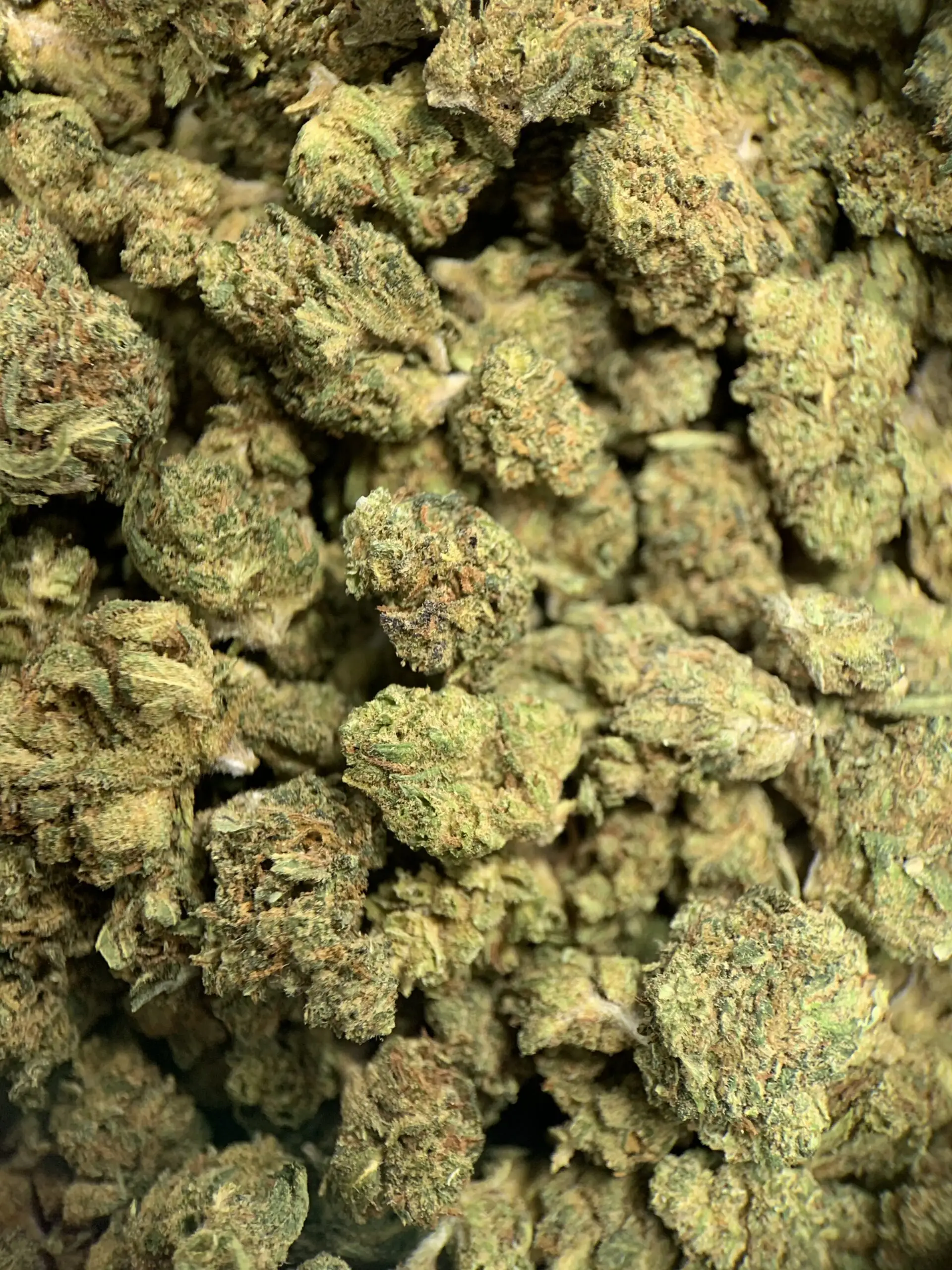 Small Bud Watermelon fleurs de CBD