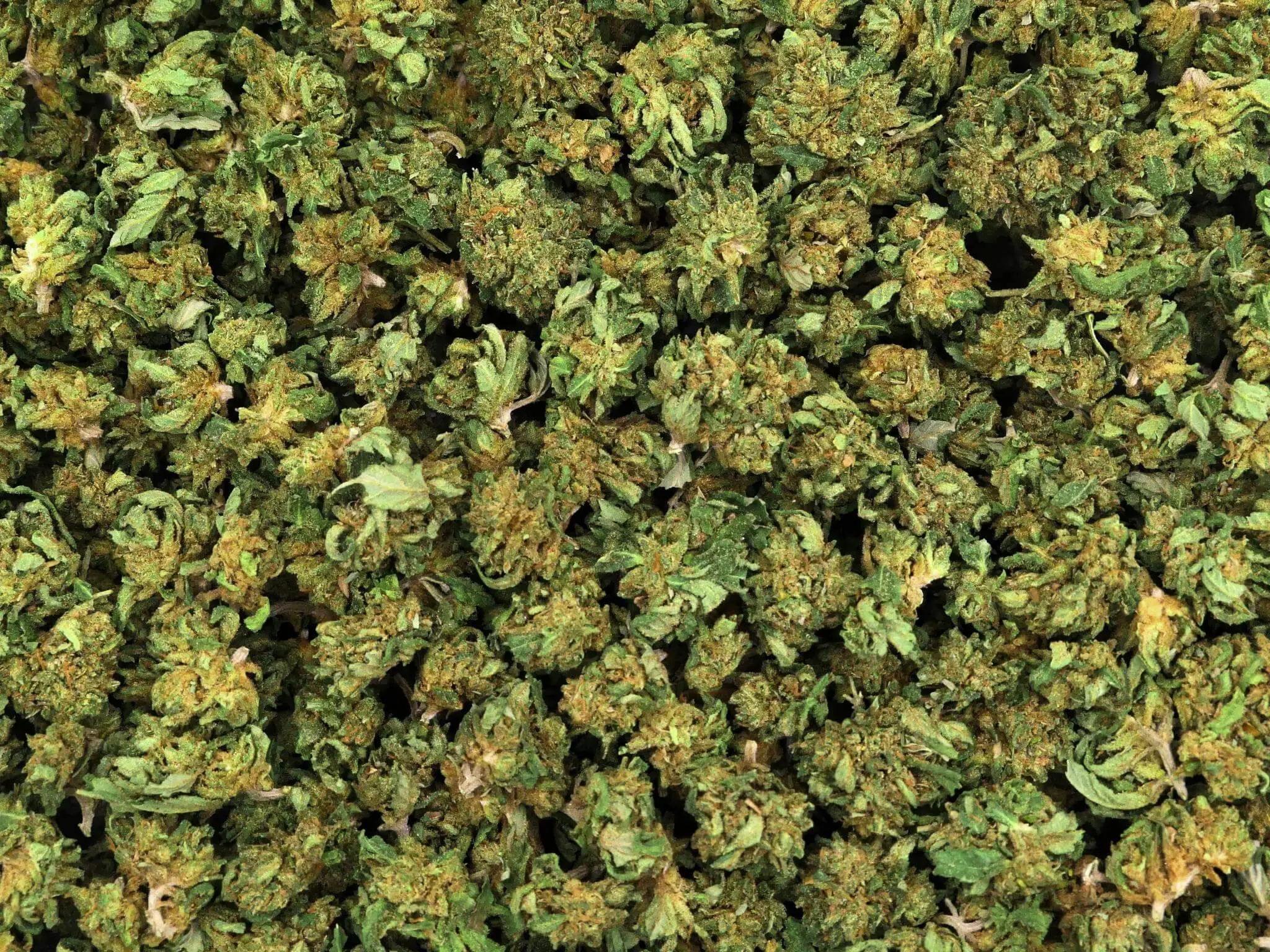 SMALL BUD RUNTZ FLEUR DE CBD