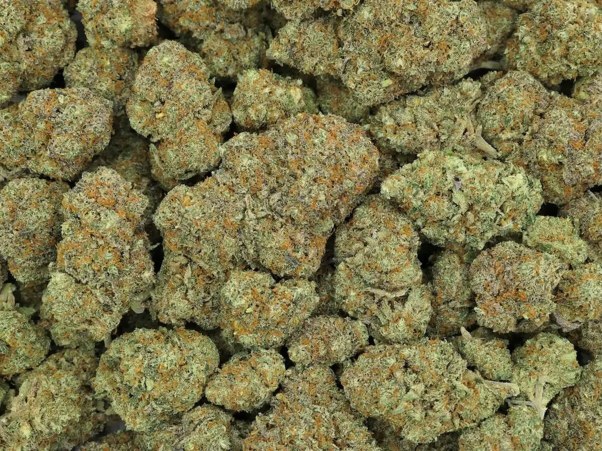 Blueberry Kush Fleurs de CBD