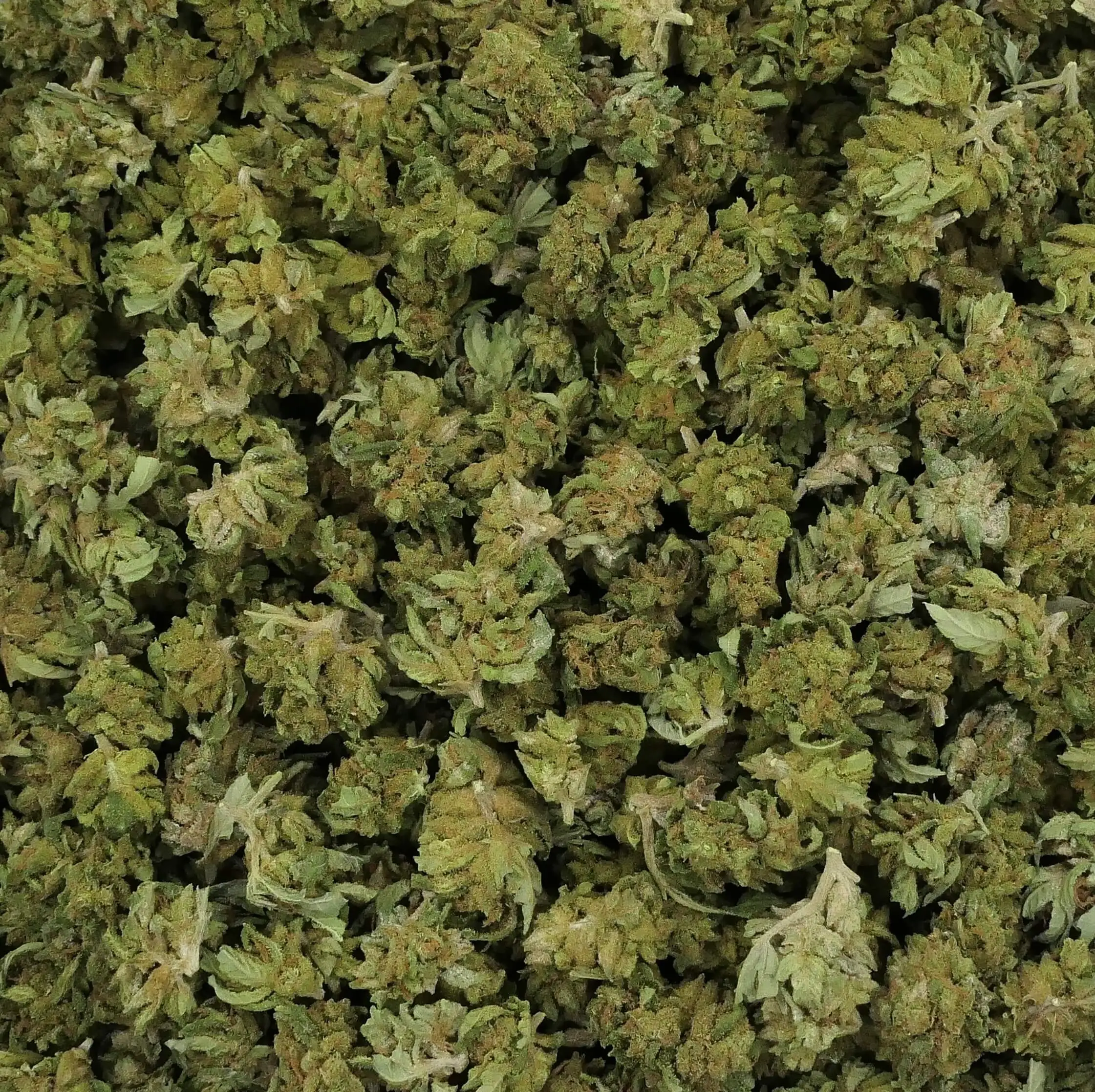 SMALL BUD OG SMALL BUD OG