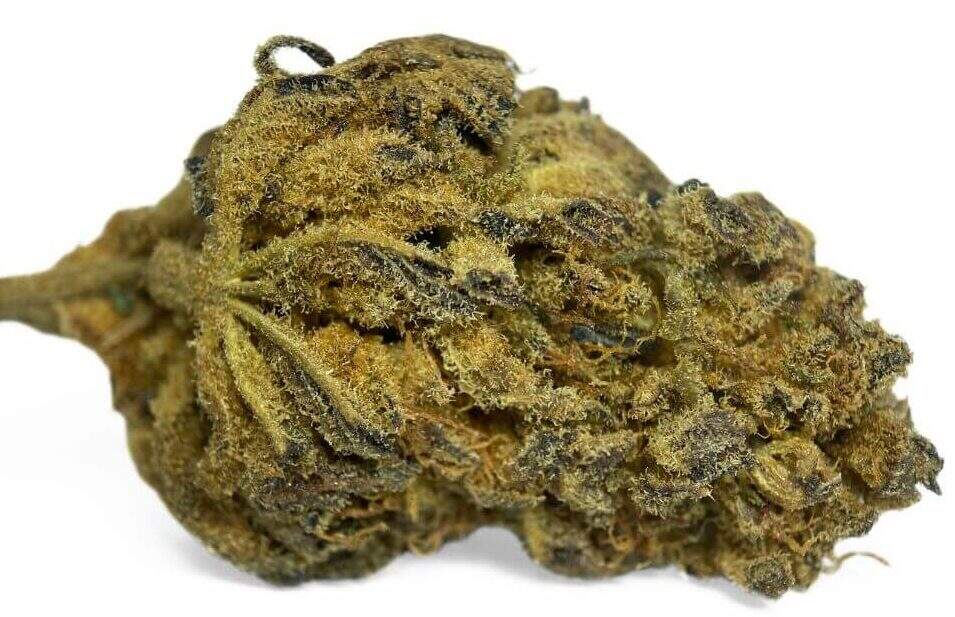 PURPLE ORANGE