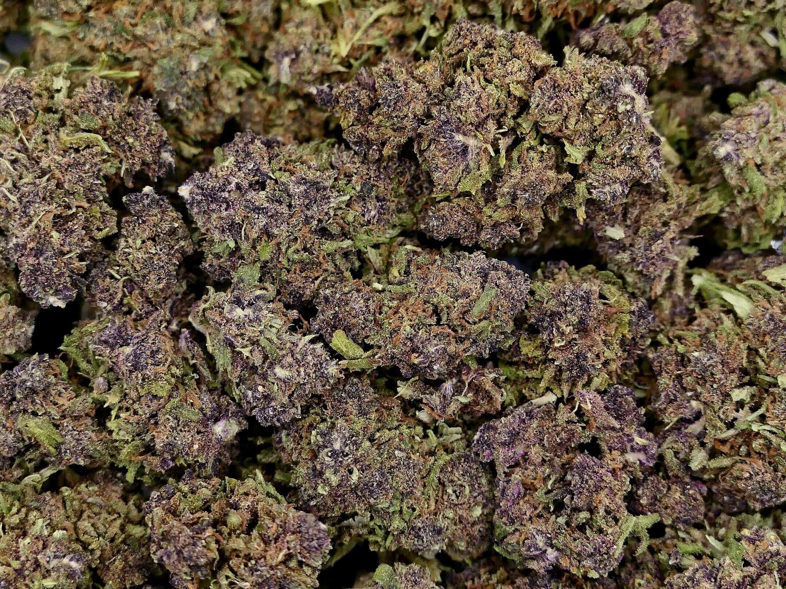 BLUEBERRY KUSH FLEUR DE CBD