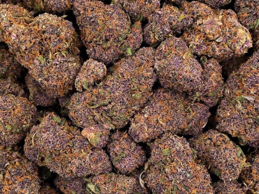 blueberry kush fleurs de cbd