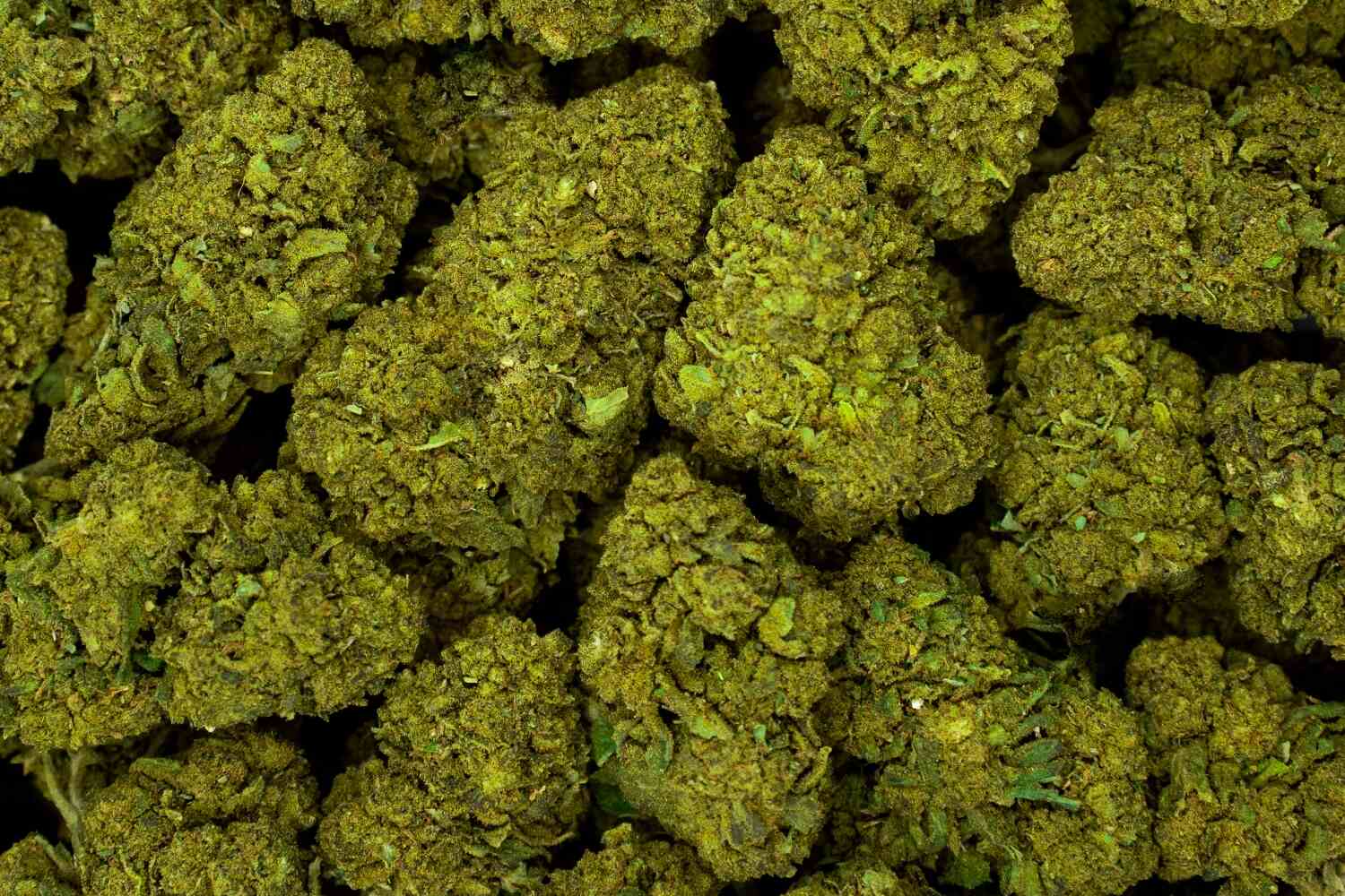 Fleur de CBD Bubblegum