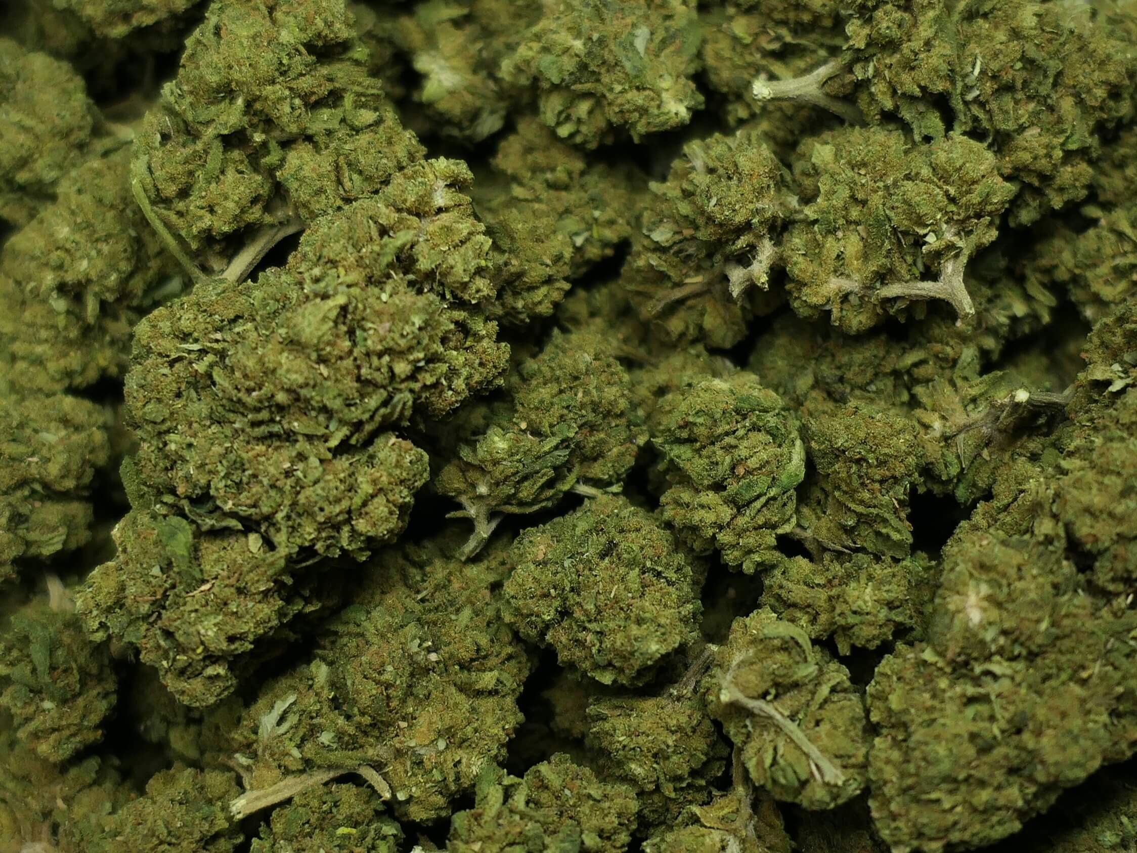 BUBBLEGUM FLEUR DE CBD