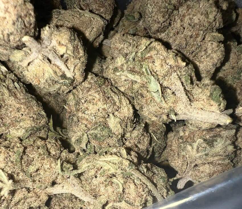 SPACE MONKEY space monkey fleurs muscimol