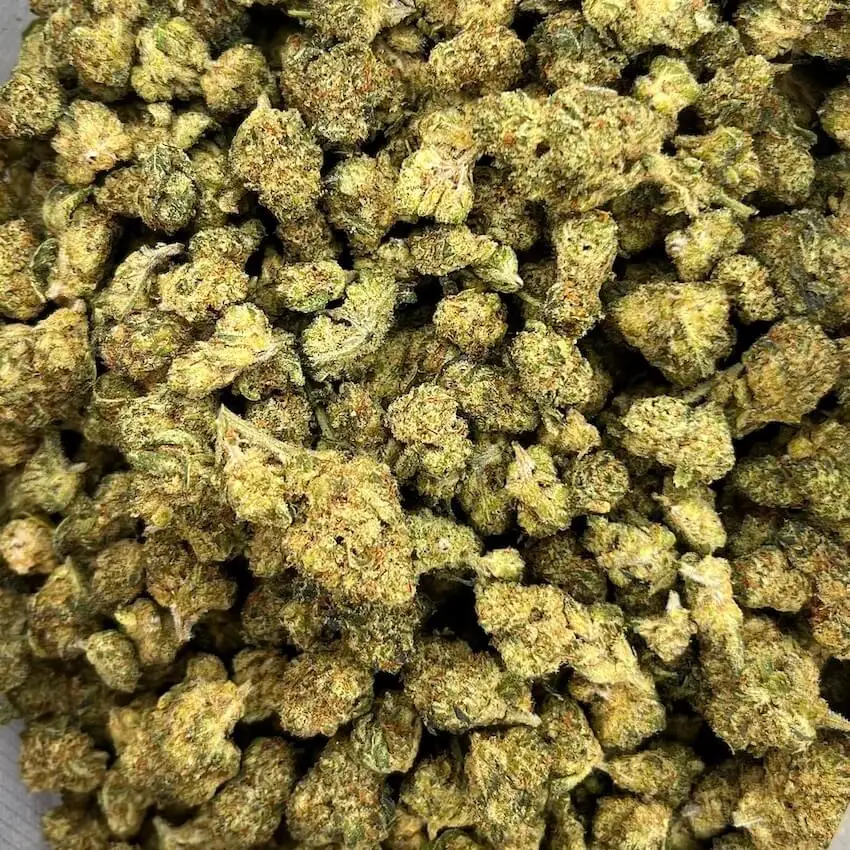 amnesia thm amnesia thm