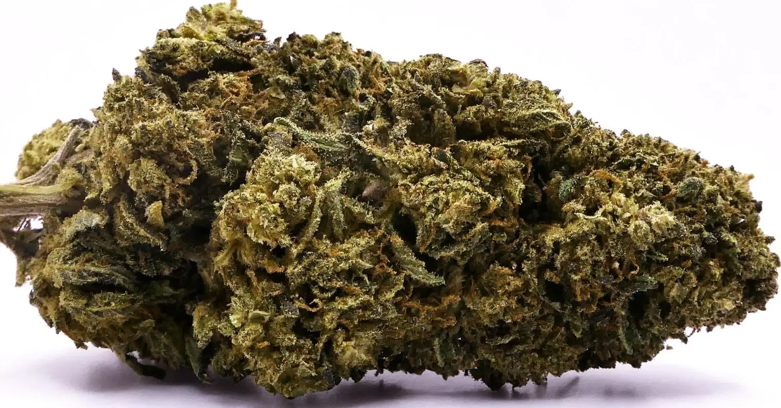 WHITE RHINO FLEUR DE CBD