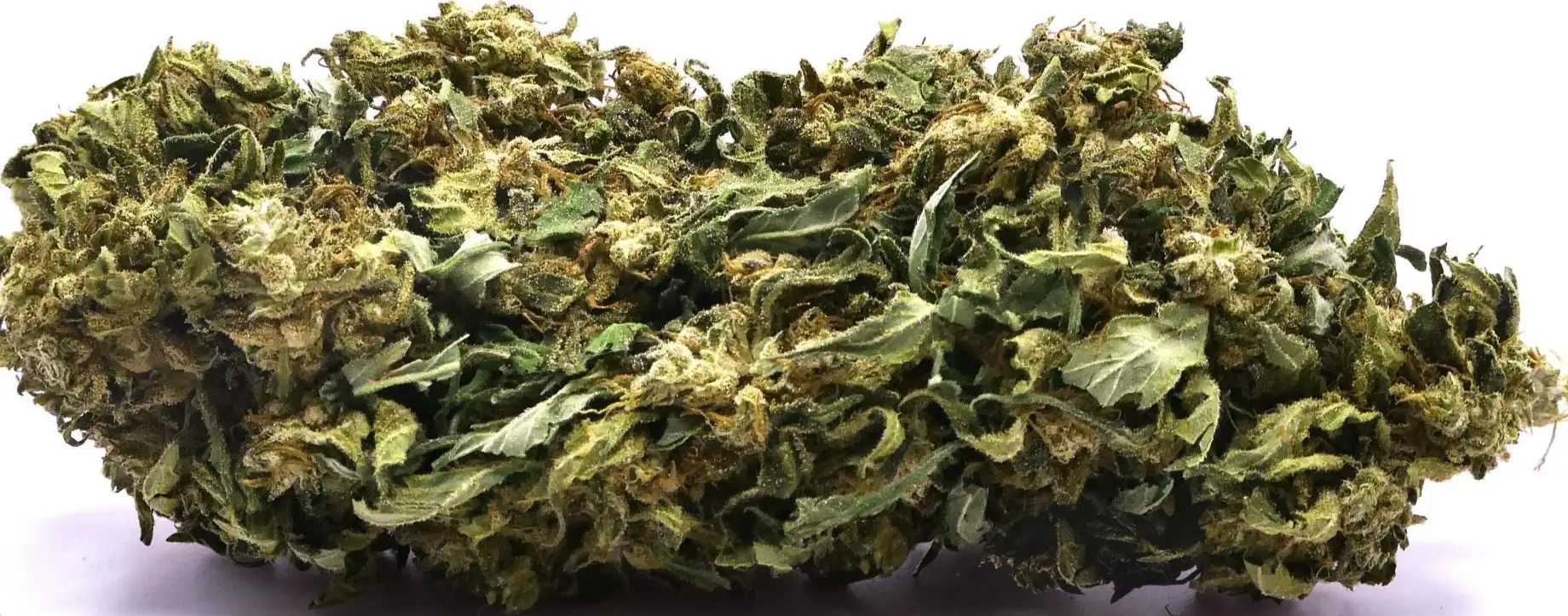 CBG HAZE OUTDOOR CBG HAZE OUTDOOR FLEUR DE CBD