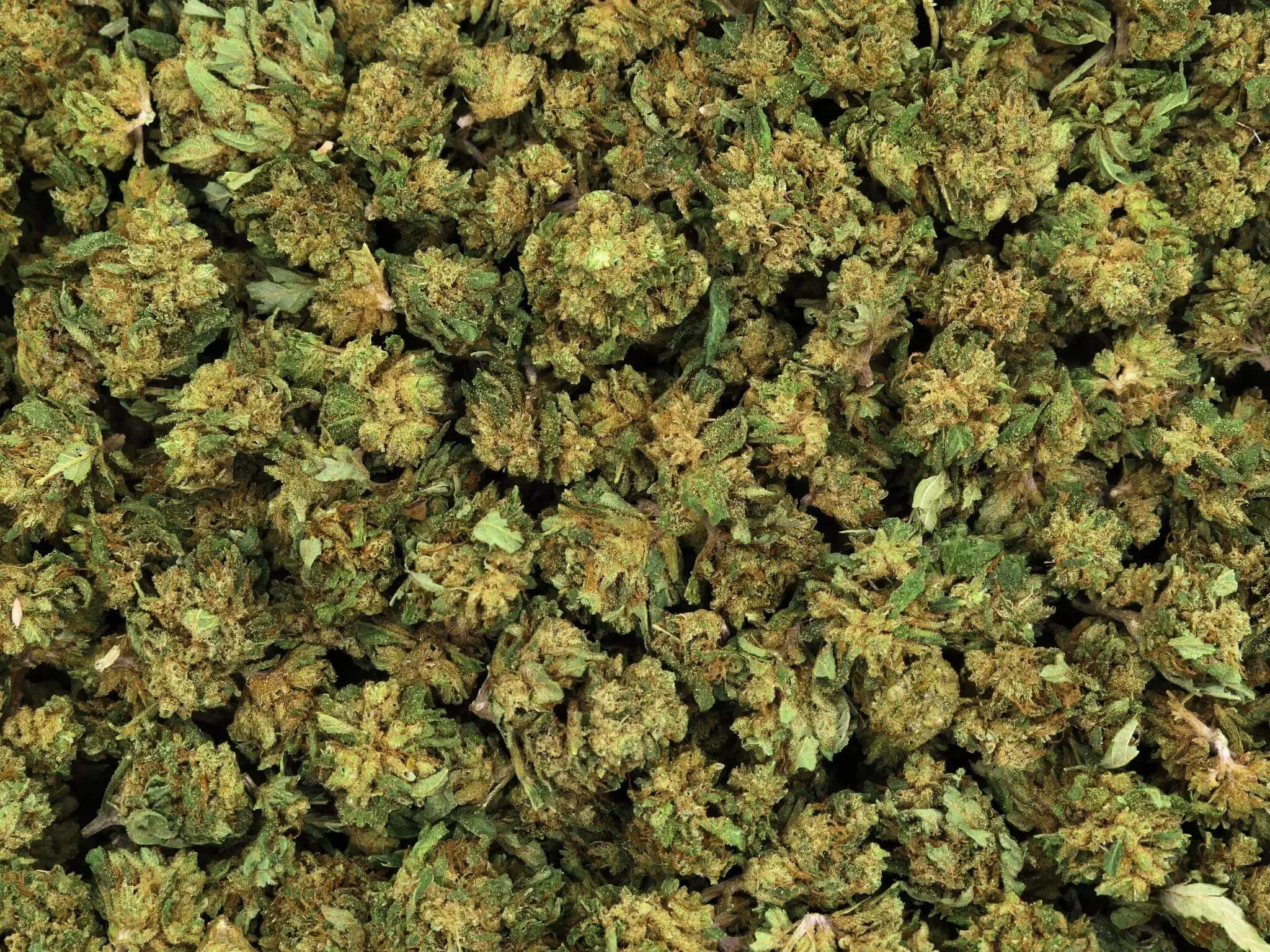 SMALL BUD SHIVA HAZE FLEUR DE CBD