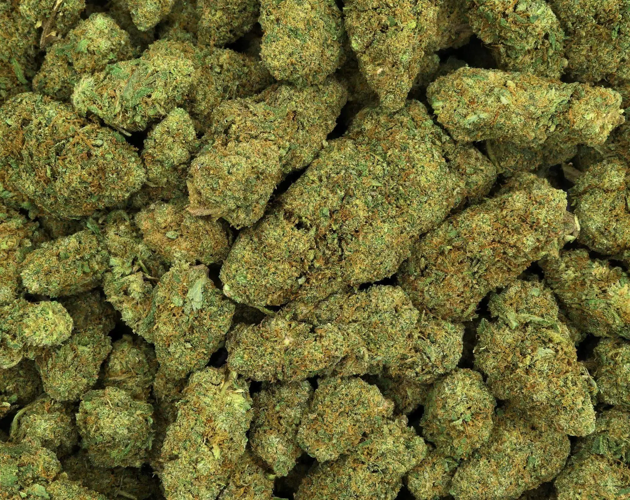 BUBBLEGUM GELATO BUBBLEGUM GELATO FLEUR DE CBD HYDROPONIQUE