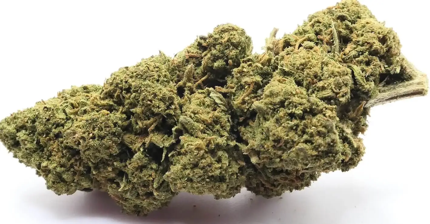 Candy Kush fleur cbd Candy Kush