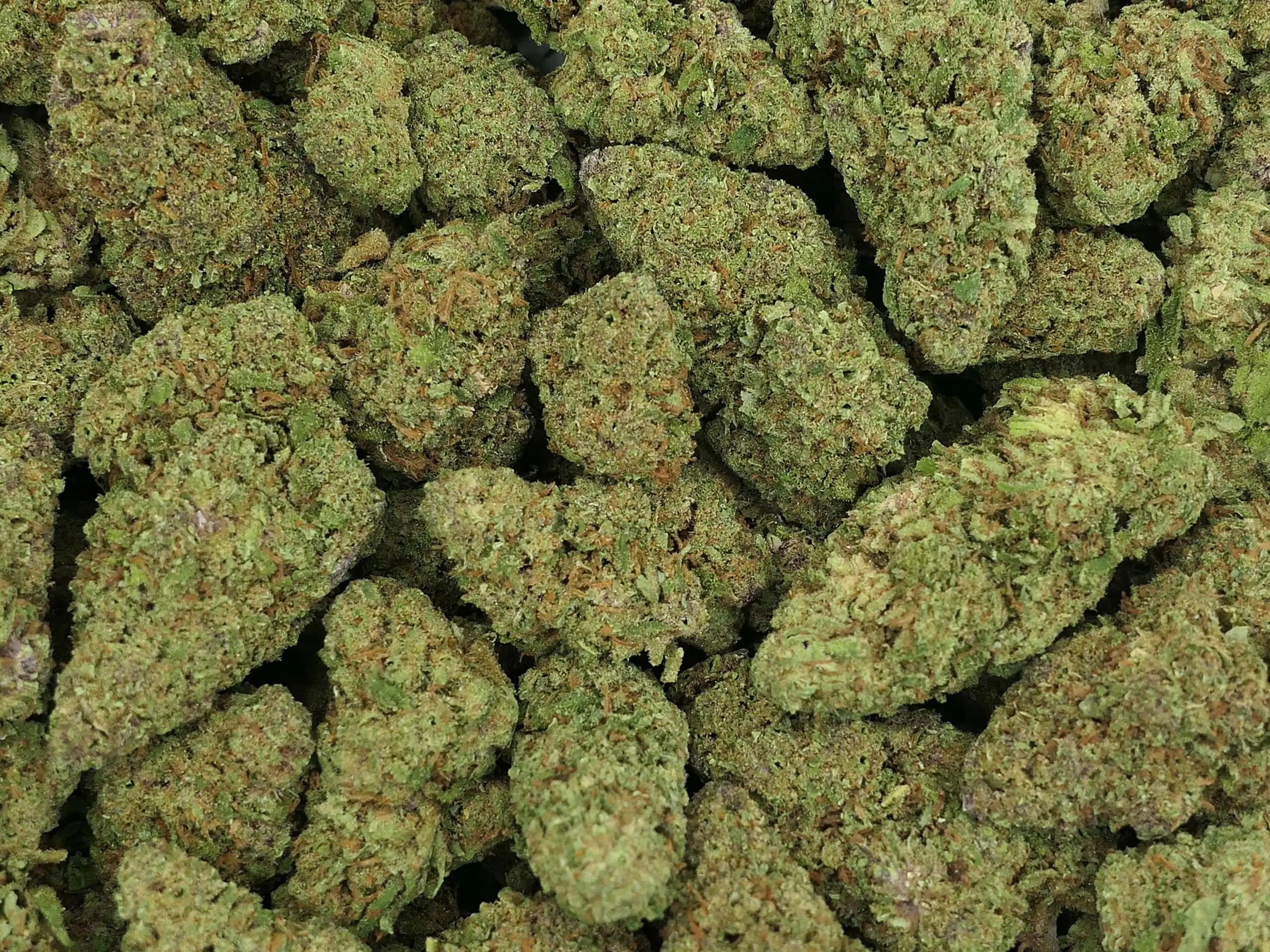 QUEEN CALI HAZE QUEEN CALI HAZE CBD