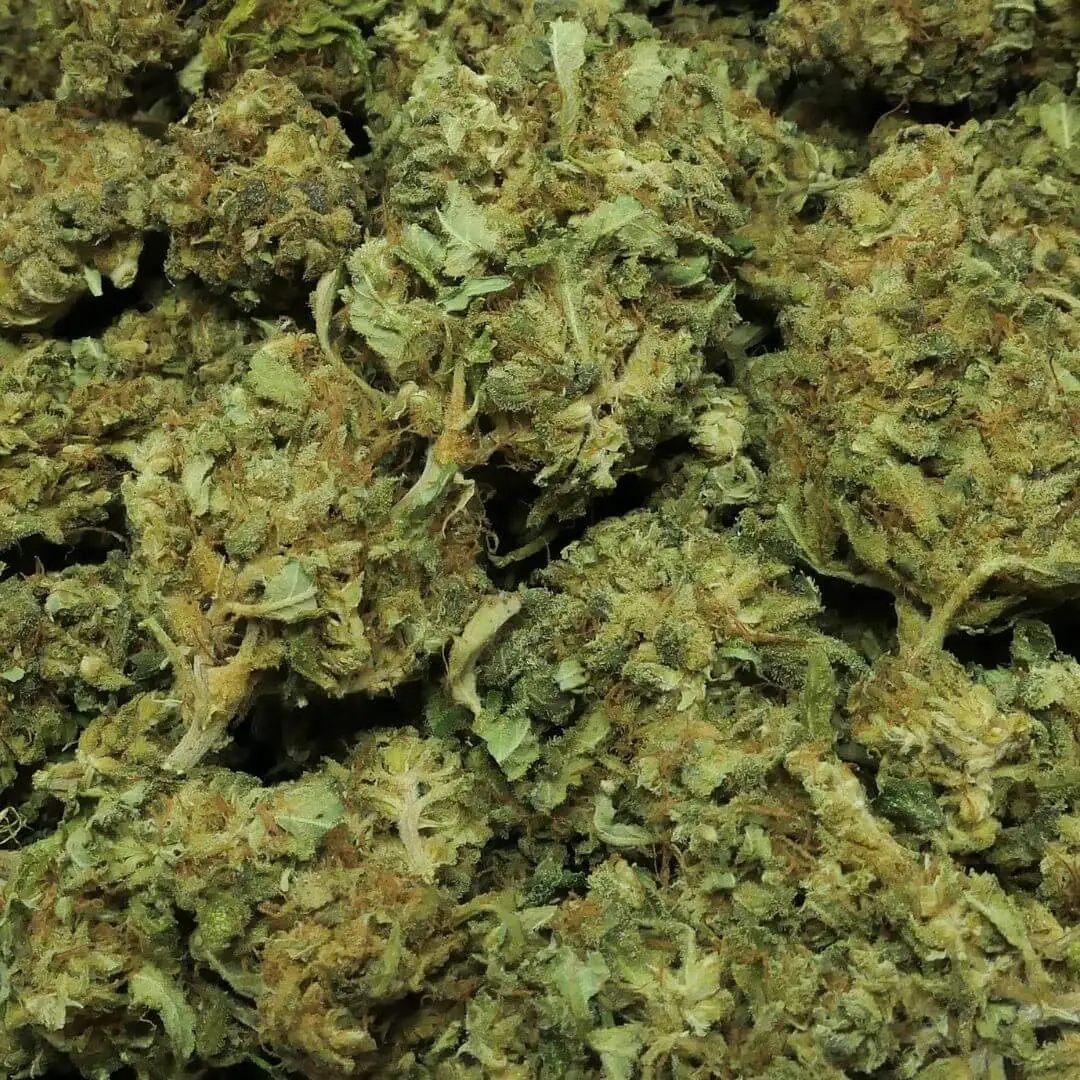 LEMON HAZE - FLEUR CBD