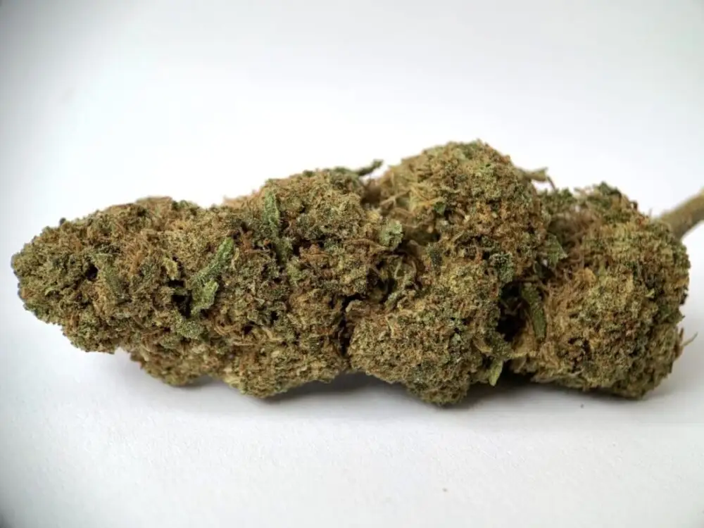 Banana moon Banana moon fleurs de CBD cannabis