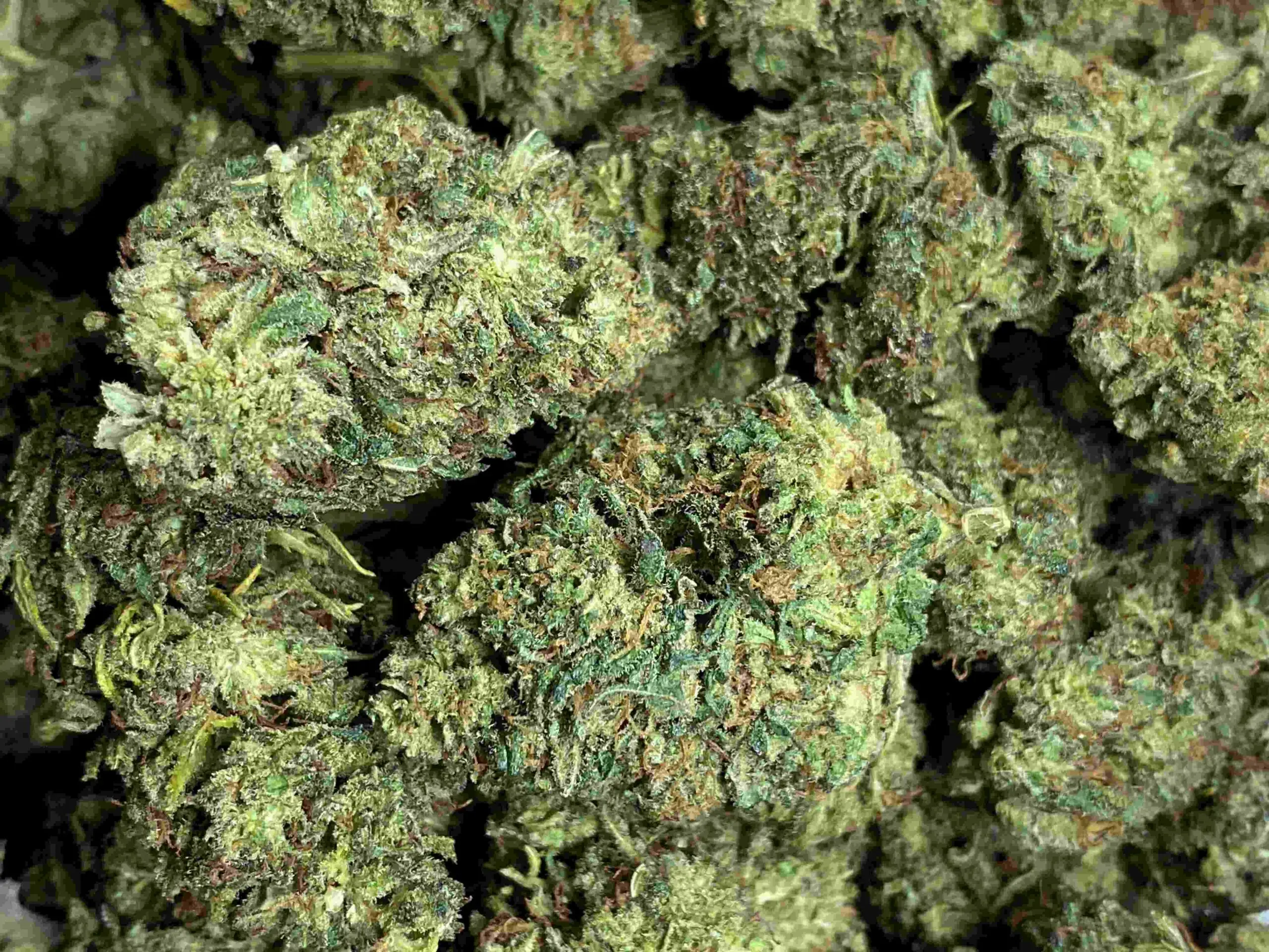 strong buddha kush fleur thcp