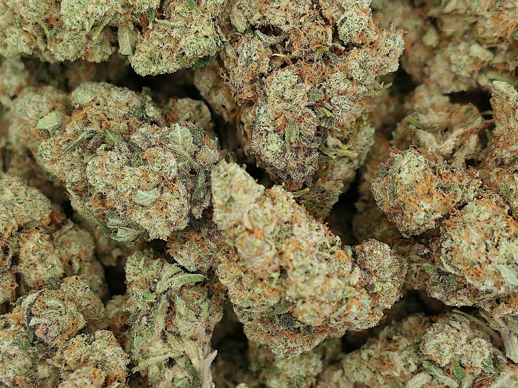 amnesia gmp amnesia gmp fleur