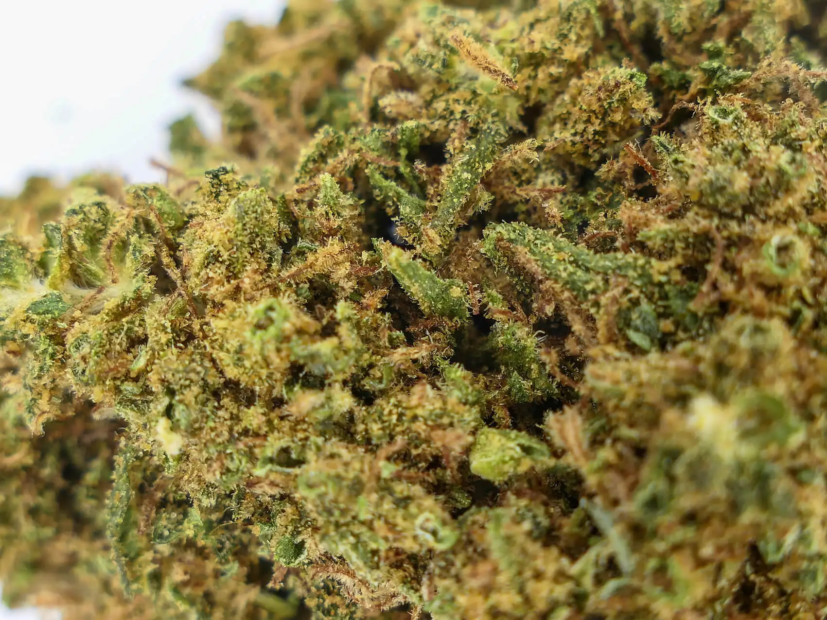 og kush cbdoo og kush cbdoo