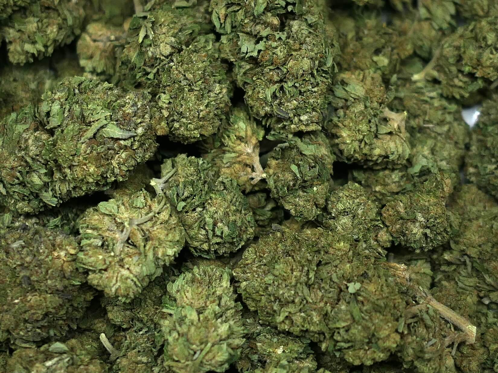 AMNESIA AMNESIA FLEUR DE CBD