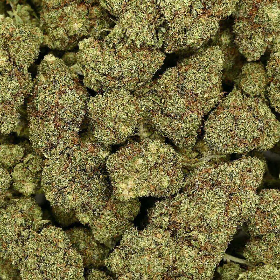 CALI SUNSET - FLEUR - HYDRO CALI SUNSET - FLEUR - HYDRO