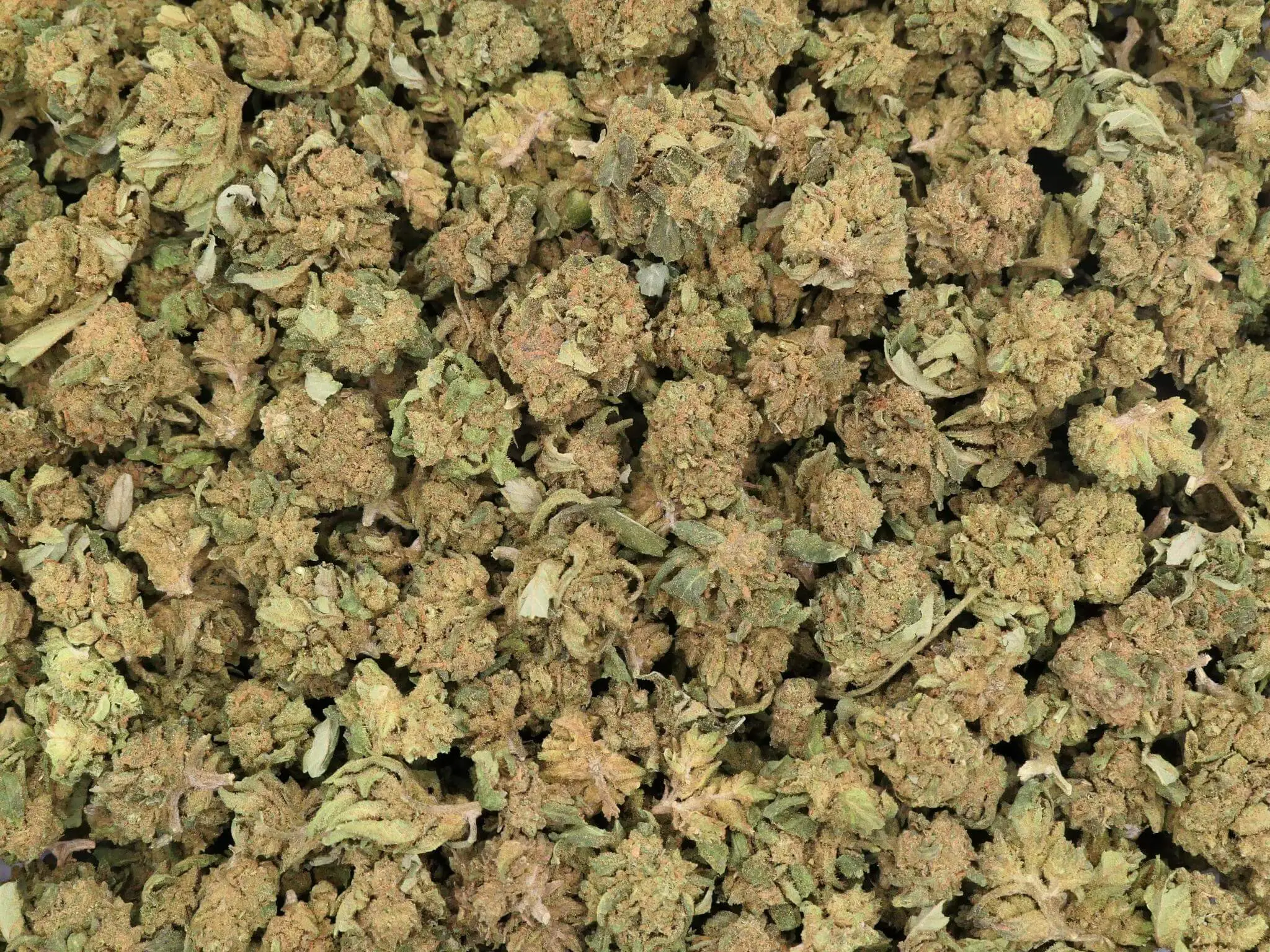 SMALL BUS EMERALD JACK SMALL BUS EMERALD JACK FLEUR DE CBD