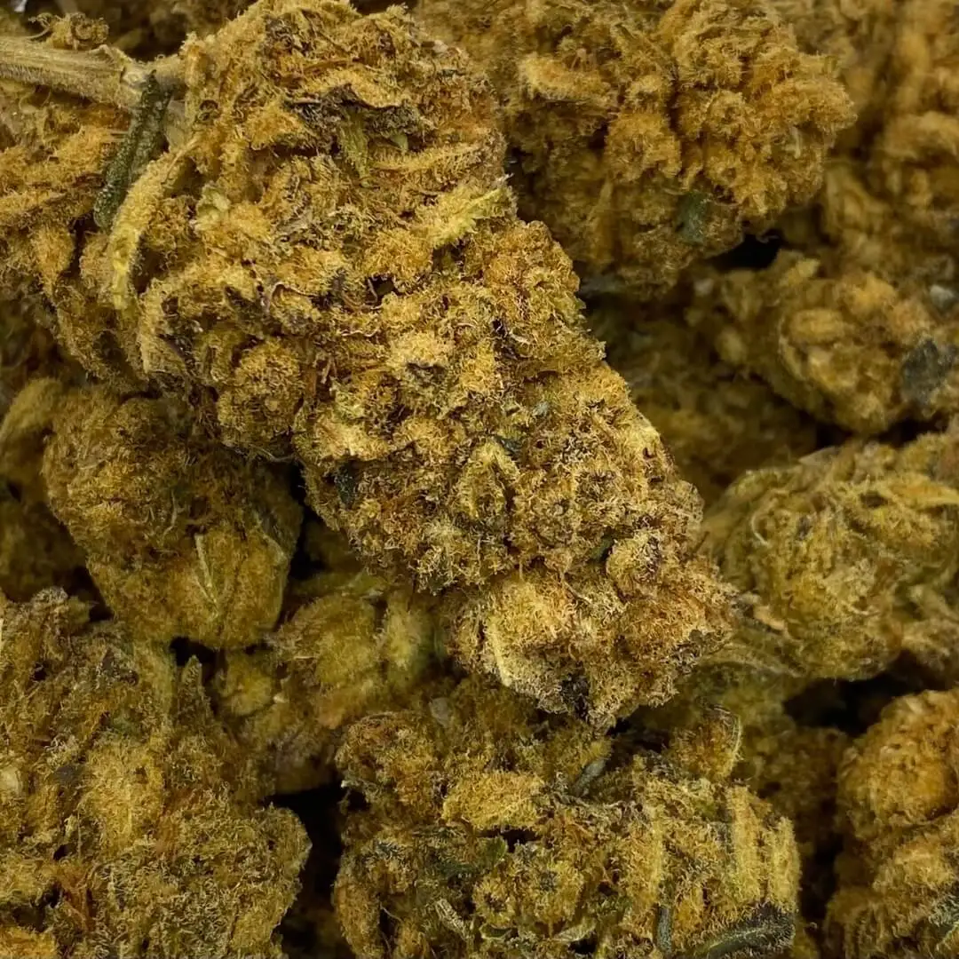 Mexican haze (1) mexikanischer Haze