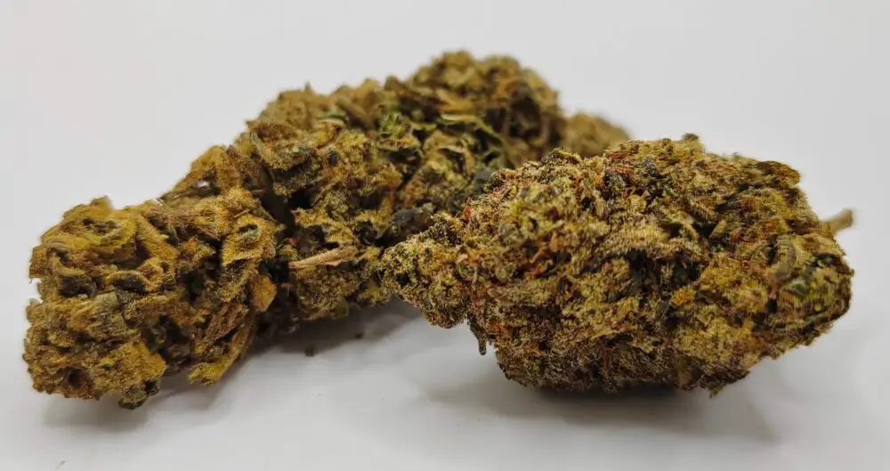 candy melon fleur cbdp