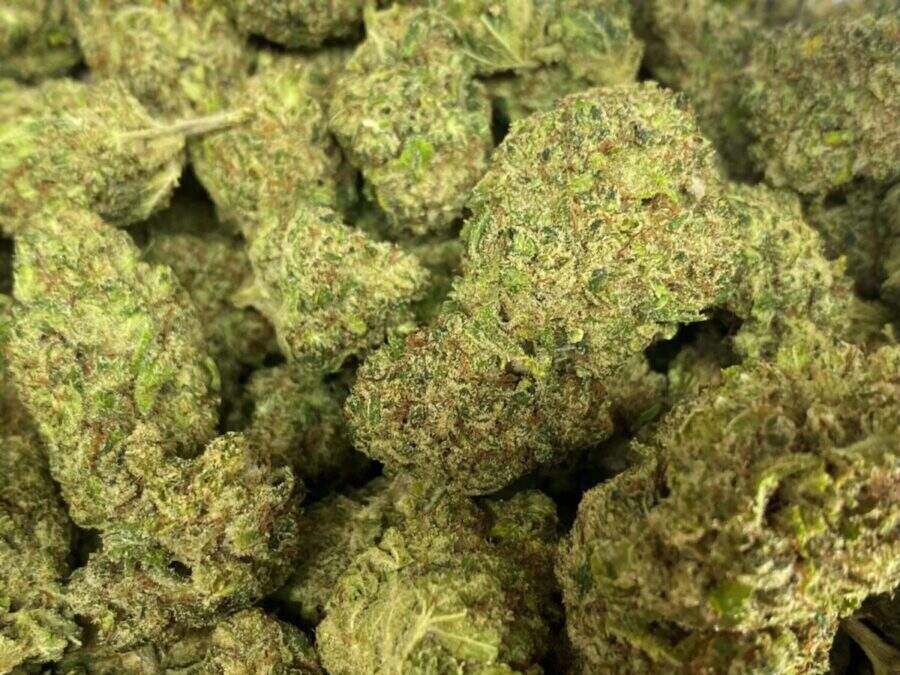 Flor Jack Frost THCP