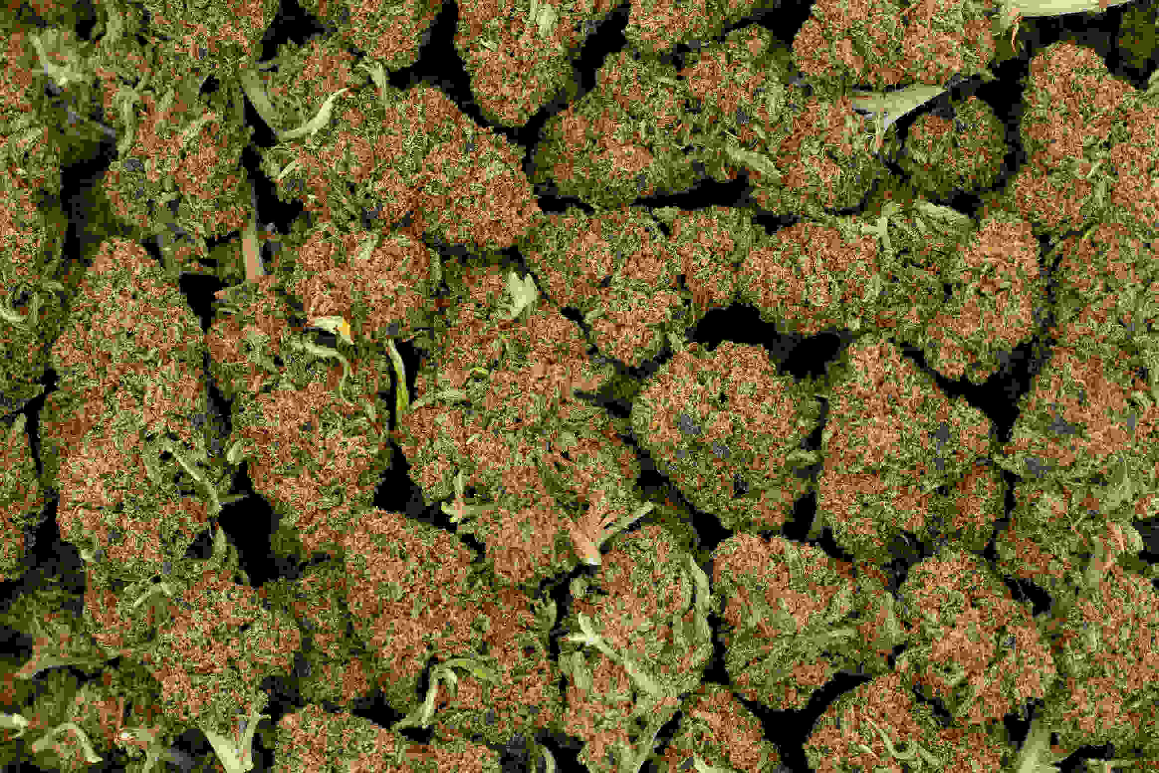 buds Golden Kush