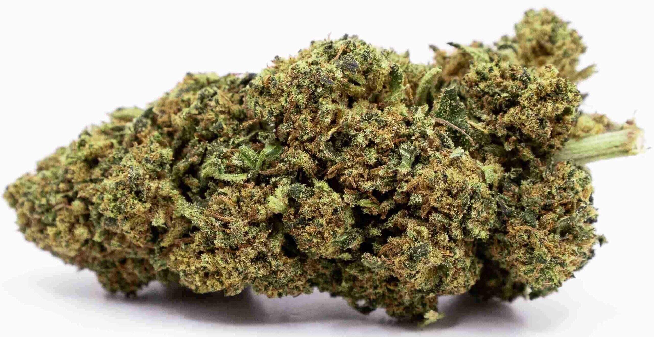 GOLDEN KUSH – Imagem 4