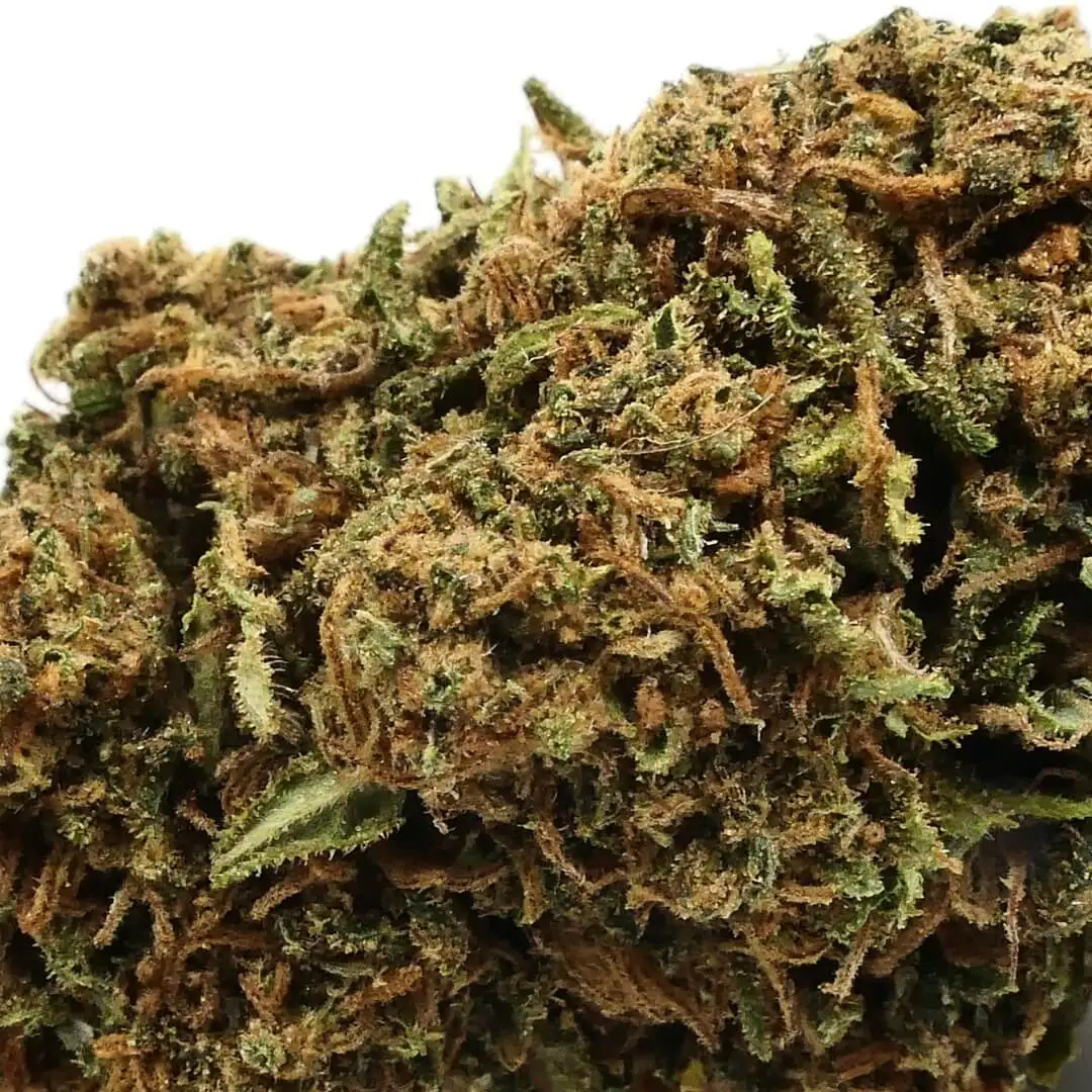 CHEESE - FLEUR CBD