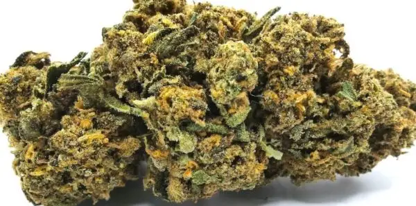 gelato fleur de cbd