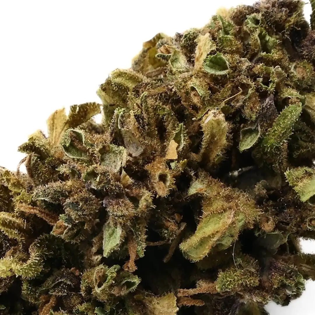 WHITERHINO - FLEUR CBD